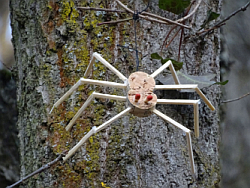 Spinne