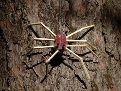Spinne
