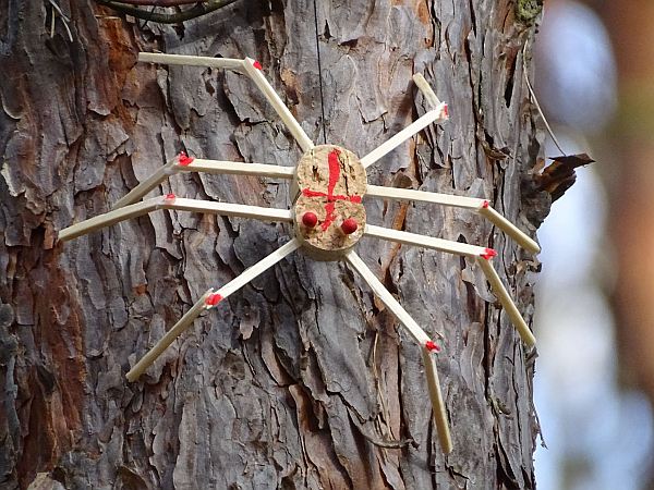 Spinne