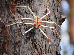 Spinne