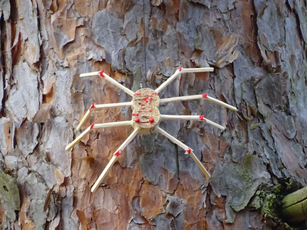 Spinne