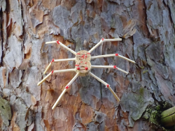 Spinne