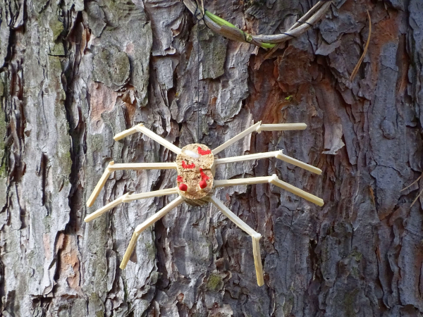Spinne