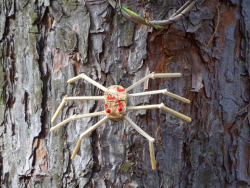 Spinne