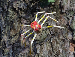 Spinne