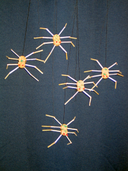 Pfui Spinne