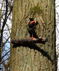 Großschnabel
