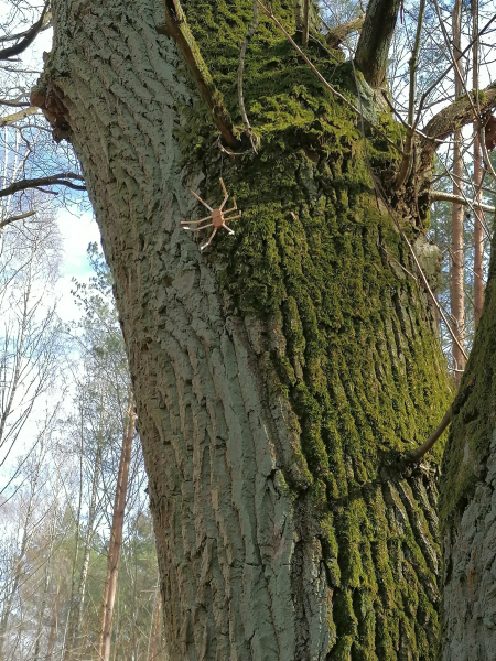 Spinne