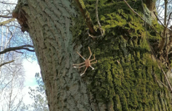 Spinne