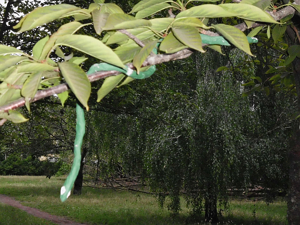 Schlangenbrut