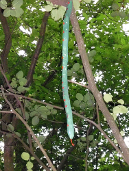 Grüne Mamba