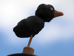 Stadtvogel