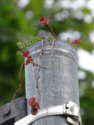 JoY-Garten