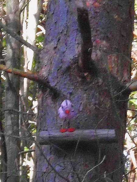 Piratenvogel
