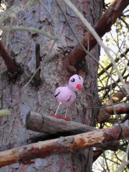 Piratenvogel