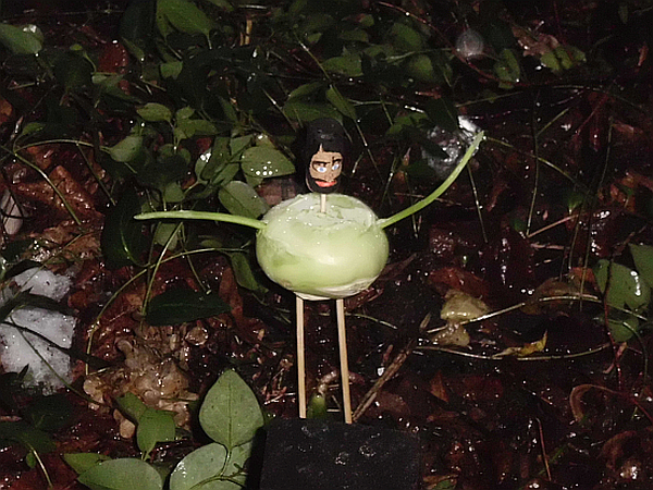 Kohl Rabis
