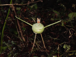 Kohl Rabis