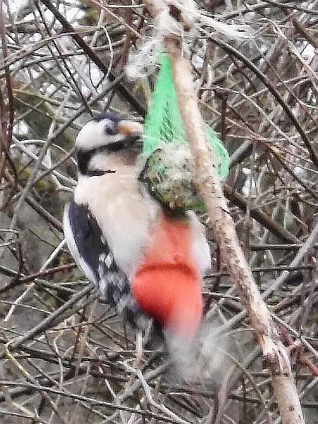 Die Spechtin