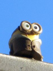 Minion